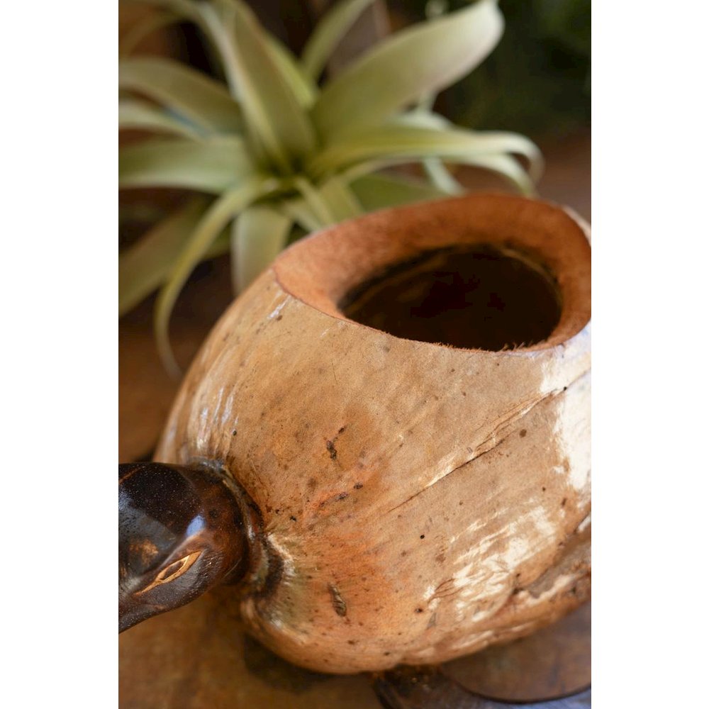 Coco Turtle Planter. Picture 3