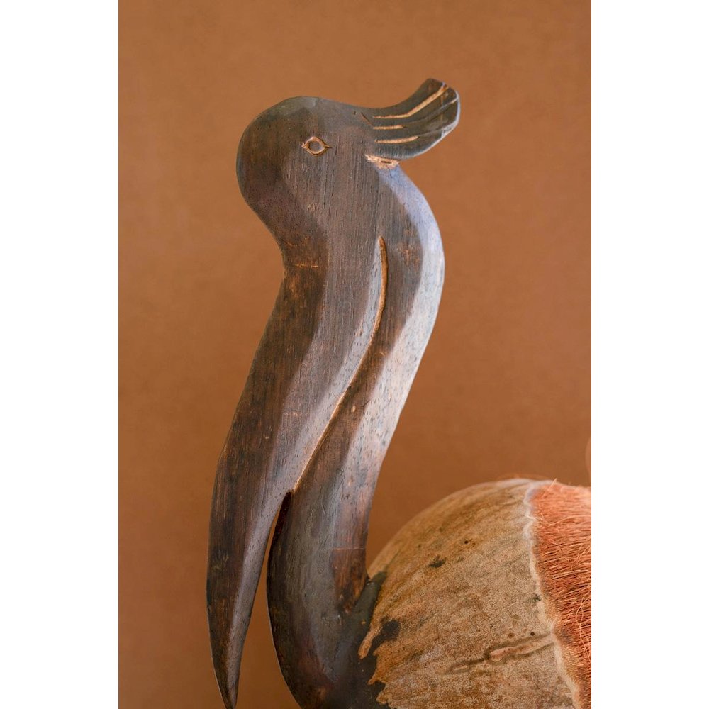 Coco Pelican Sitting. Picture 2