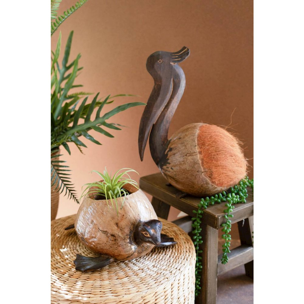 Coco Pelican Sitting. Picture 3