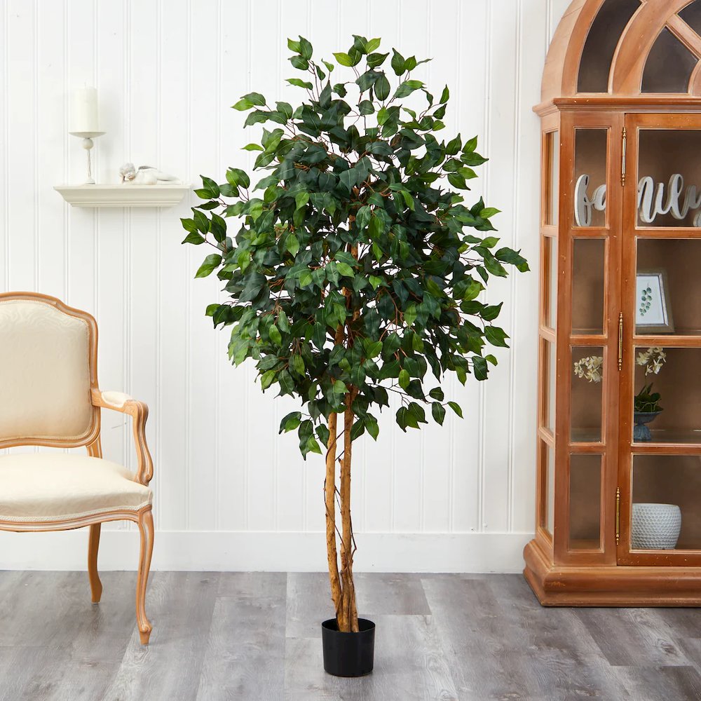 5' Ficus Silk Tree. Picture 4