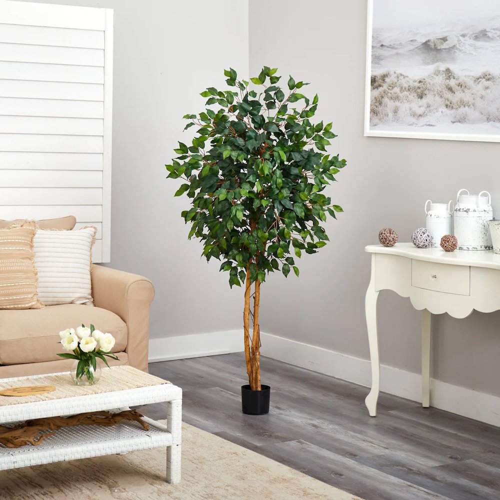 5' Ficus Silk Tree. Picture 5