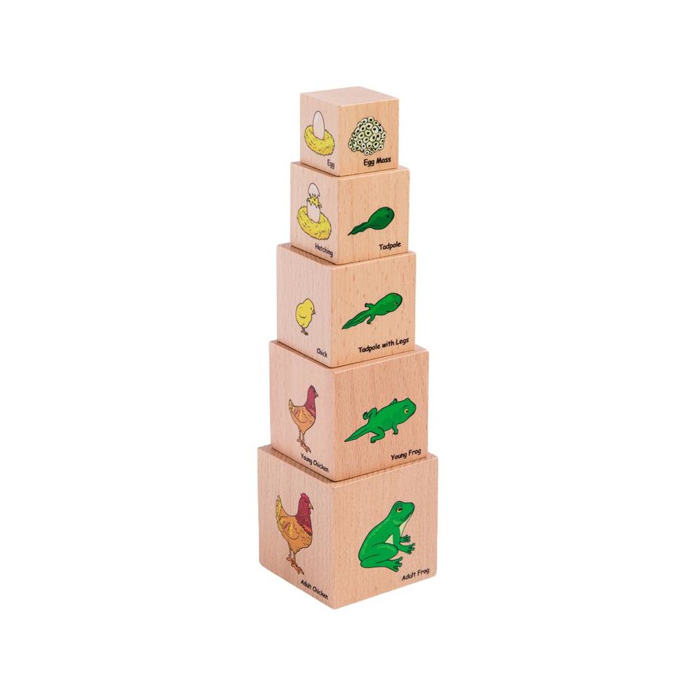 Lifecycle Wooden Blocks - Set of 5. Picture 2