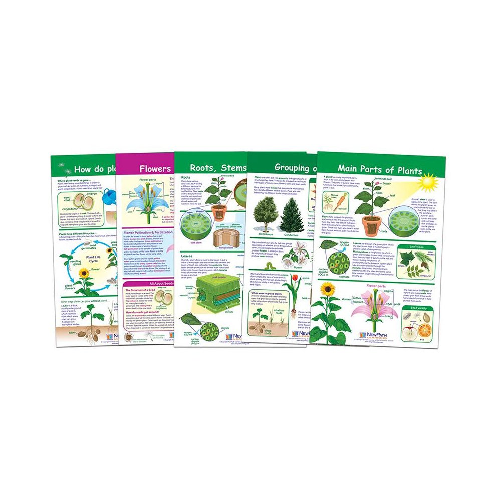 All About Plants Bulletin Board Charts, Set of 5. Picture 2