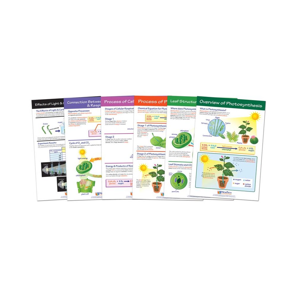 Photosynthesis Bulletin Board Chart Set, Grades 3-5. Picture 1