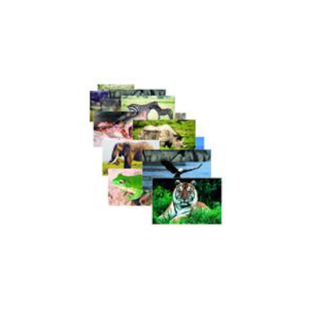WILD ANIMAL POSTER SET SET OF 10. Picture 2
