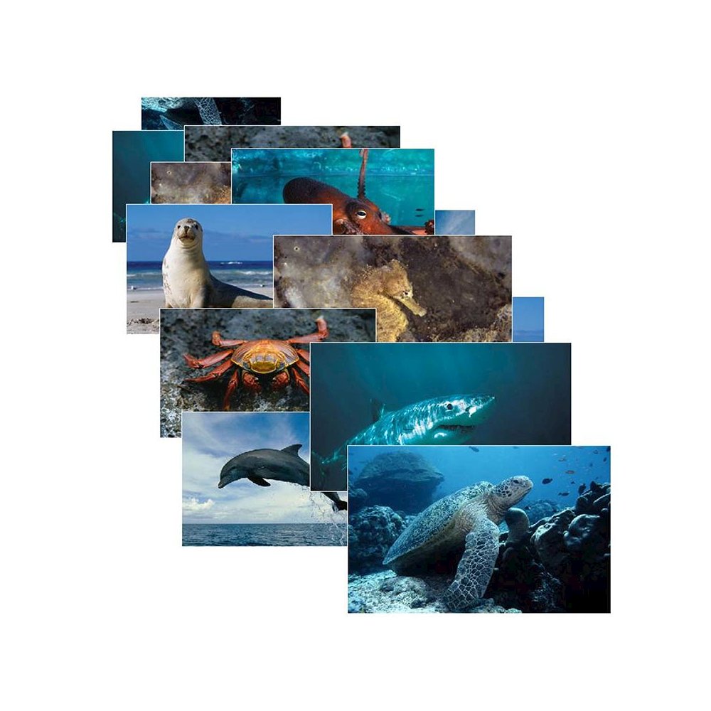 SEA LIFE 14 POSTER CARDS. Picture 1