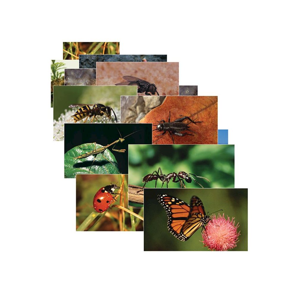 INSECTS 14 POSTER CARDS. Picture 1