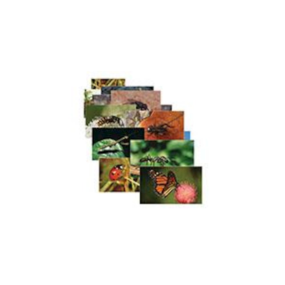 INSECTS 14 POSTER CARDS. Picture 2