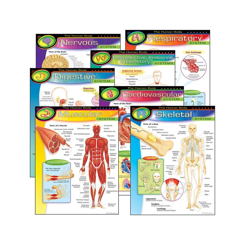 CHART PK THE HUMAN BODY 7/PK 17X22 GR 5-8. Picture 1