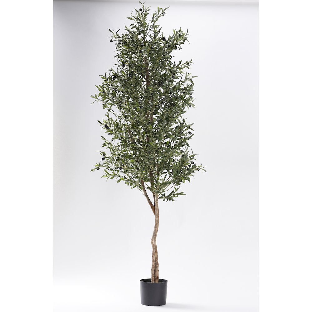 80" Olive Tree in Black Plastic Pot. Picture 1