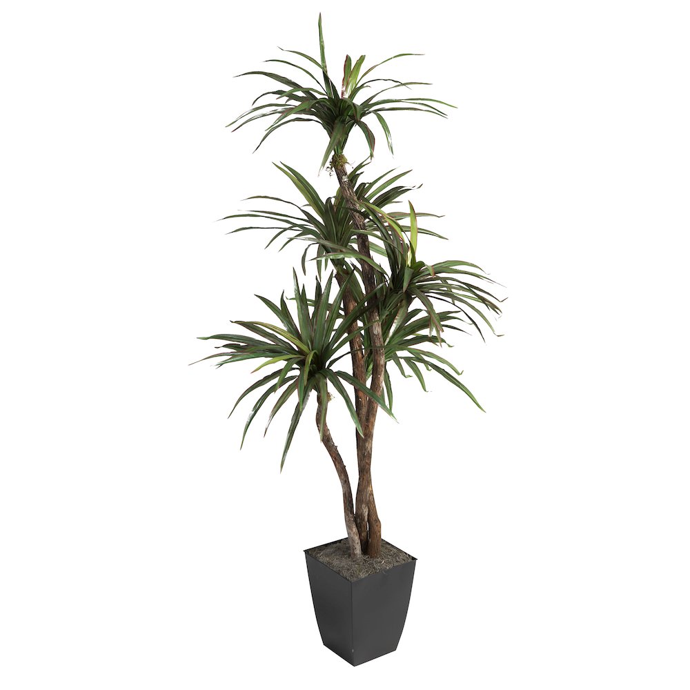 6' Dracaena Tree in Black Square Metal Planter. Picture 1