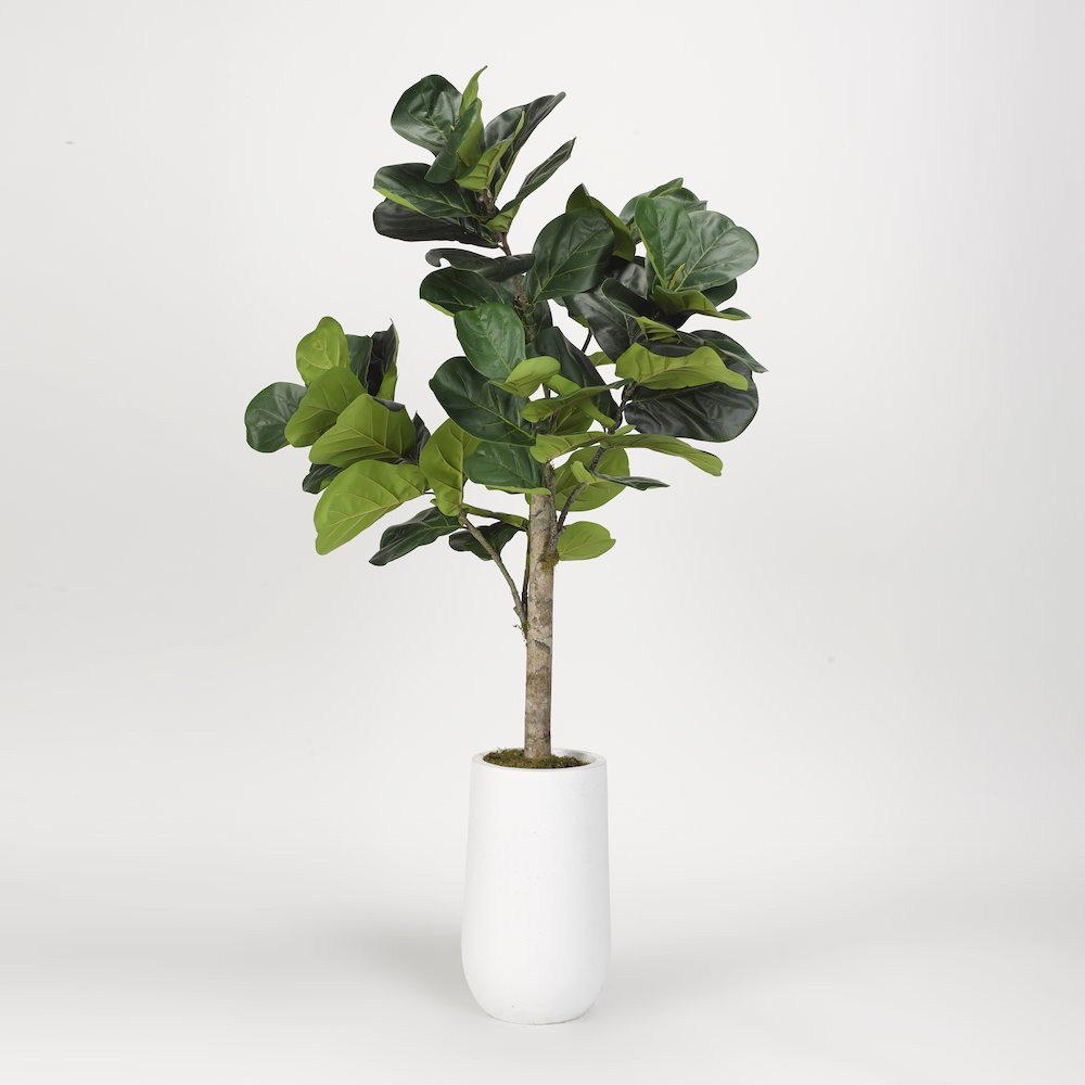 5.5' Fiddle Leaf Fig Tree in Tall Round White Resin Planter. Picture 2