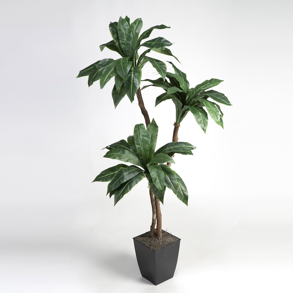 6' Birdnest Palm in Black Square Metal Planter. Picture 1