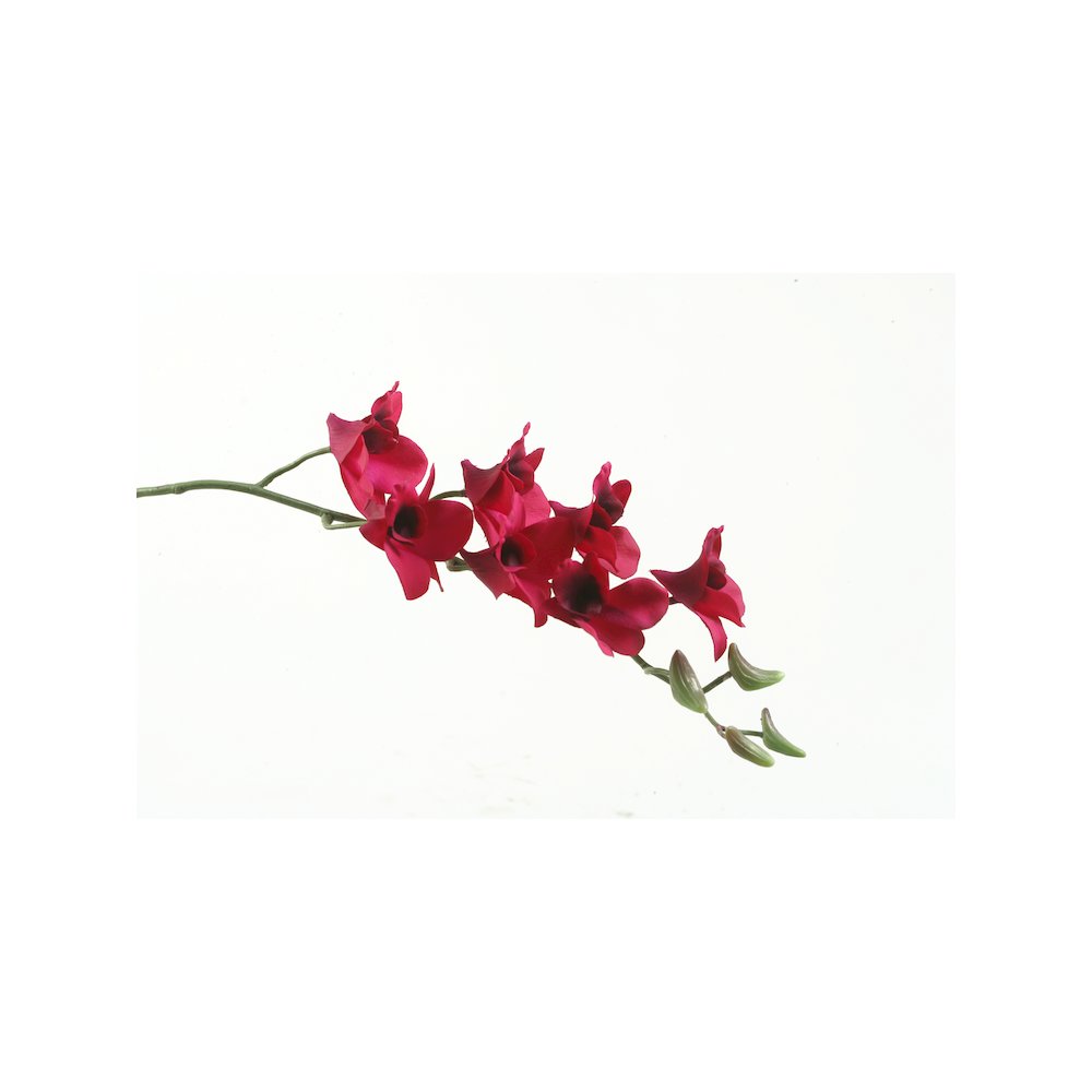 Plum Dendrobium Orchid - Set of 3. Picture 1