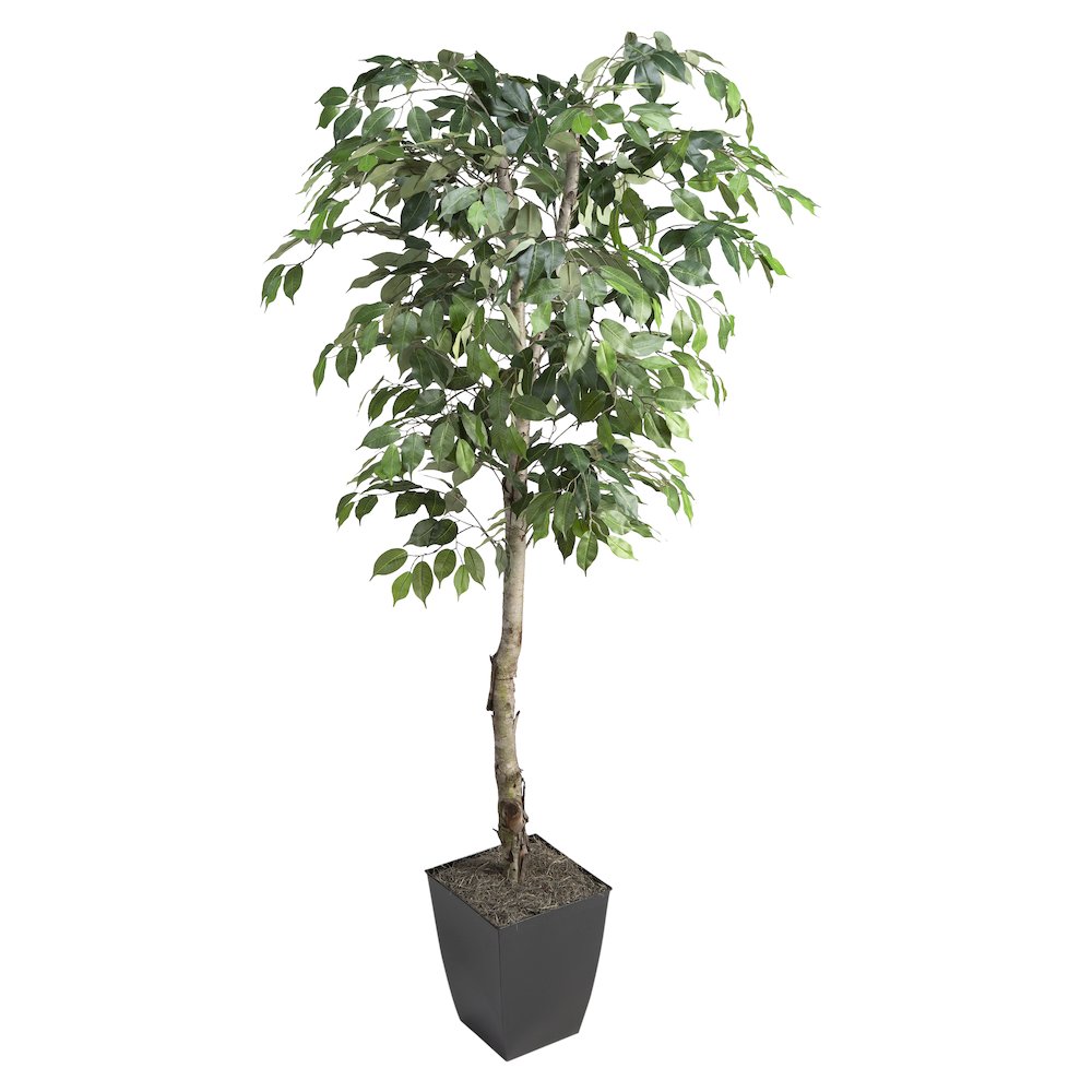 6' Ficus Tree in Black Square Metal Planter. Picture 1
