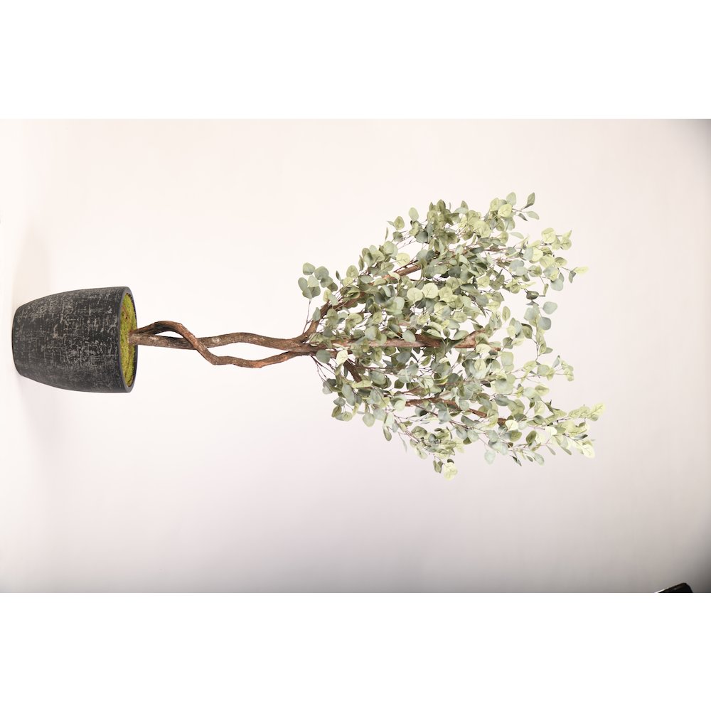7' Eucalyptus Tree in Round Black Textured Planter. Picture 1