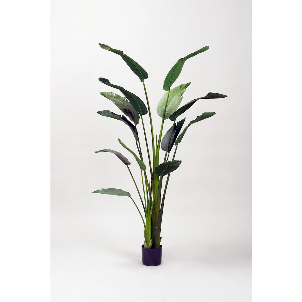 6' Traveler Palm Tree. Picture 1