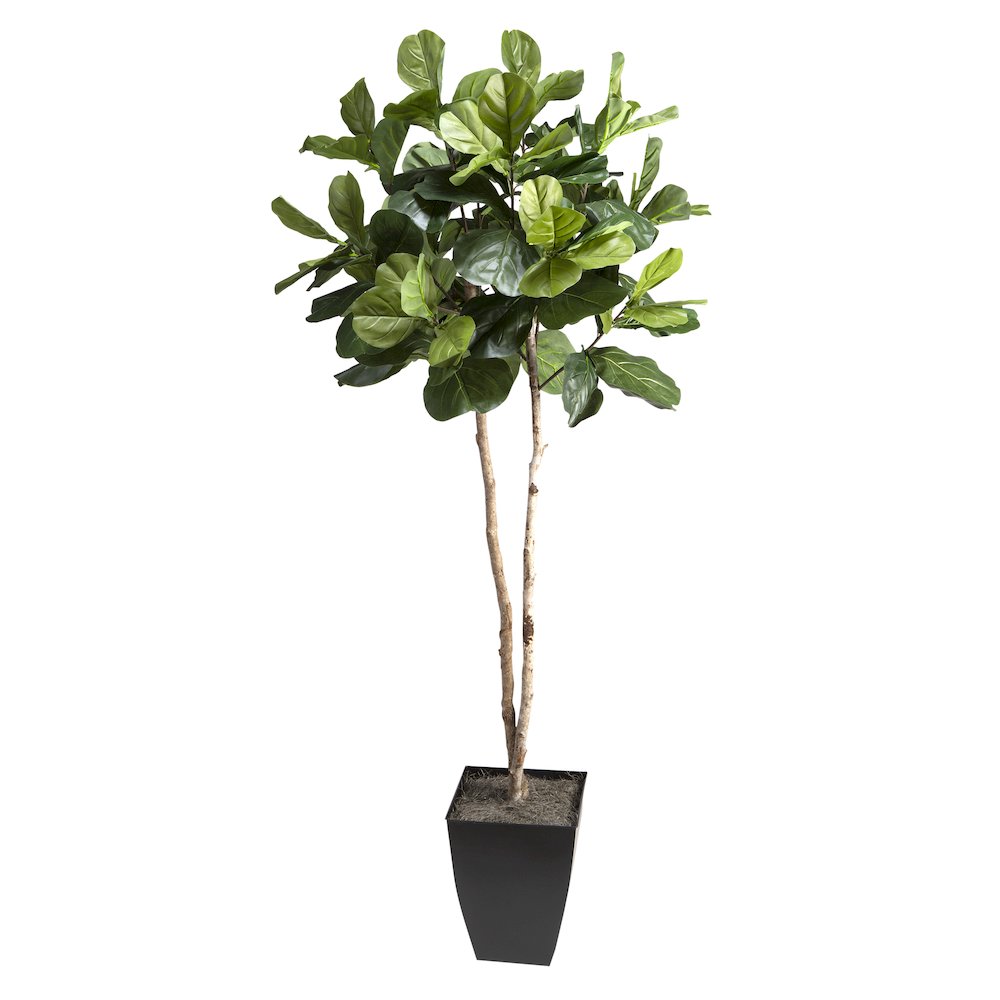 7' Fiddle Leaf Fig Tree in Black Square Metal Planter. Picture 1