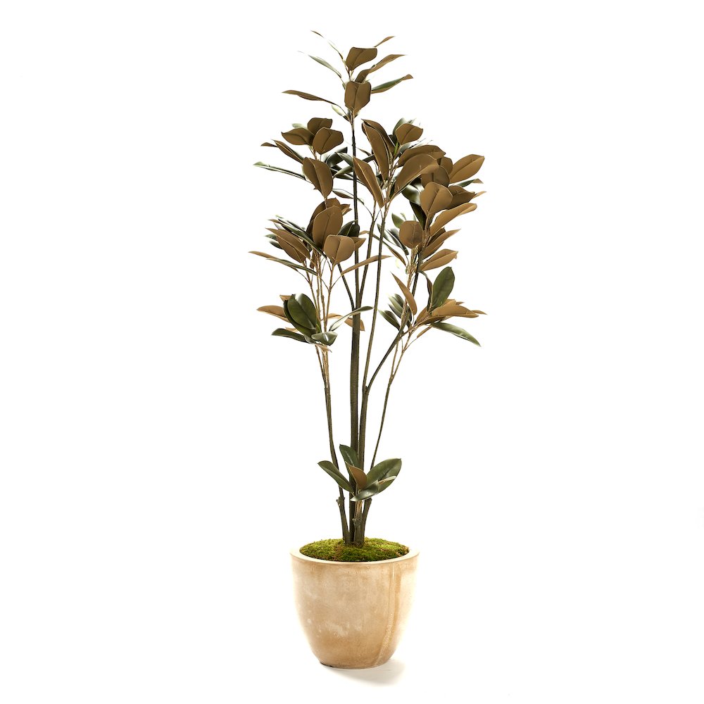 Magnolia Tree in Clay Bank Planter. Picture 1