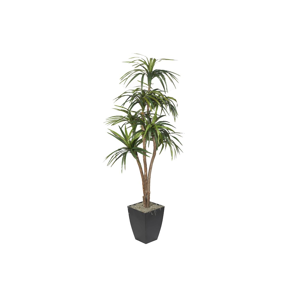 7' Dracaena Tree in Black Metal Planter. Picture 1