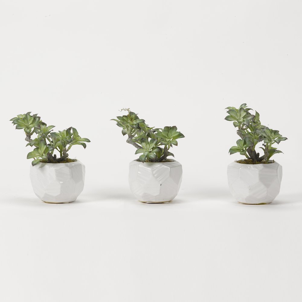 Green/White Star Succulents in White Ceramic - Set Of 3. Picture 1