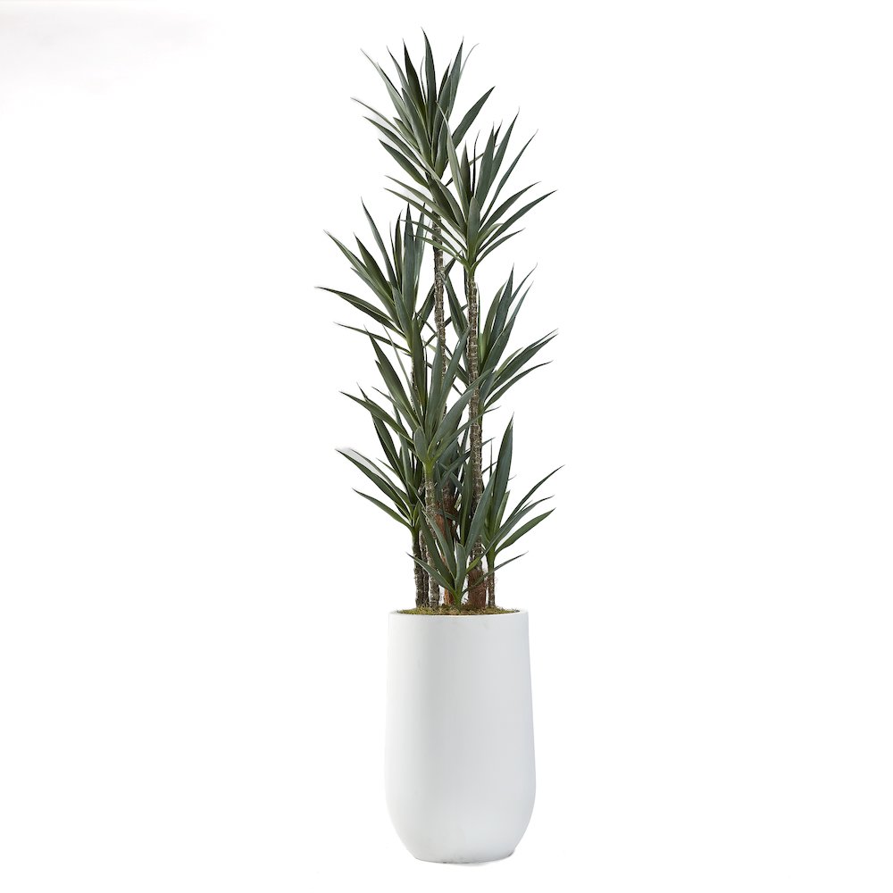 8.5' Dracaena Tree in Large White Clay Planter. Picture 1