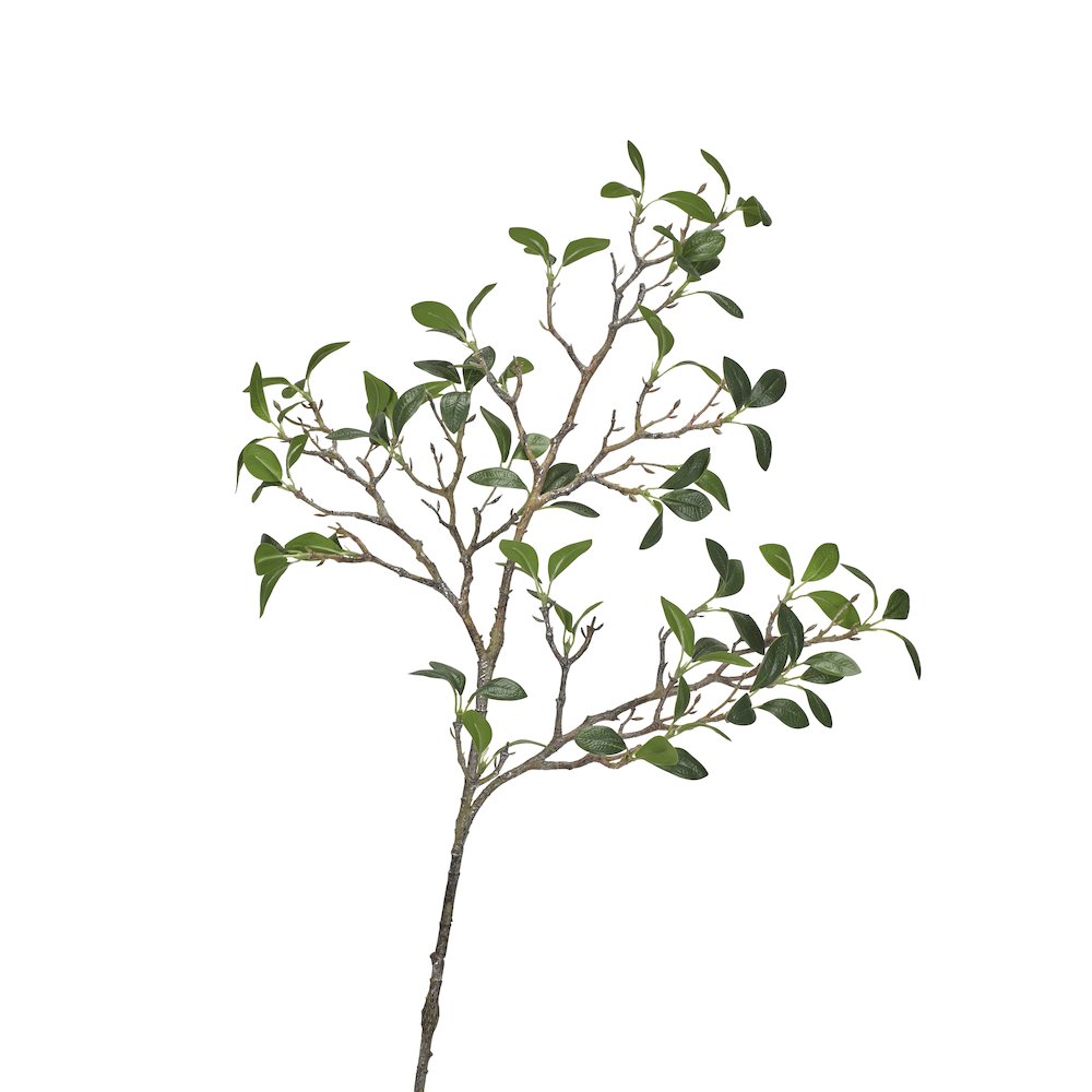 Frangipani Branch. Picture 1