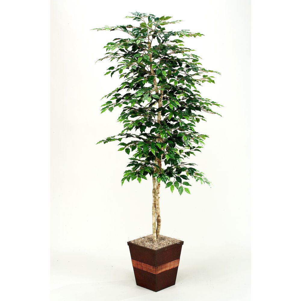 7' Green Ficus in Square Metal Planter. Picture 1