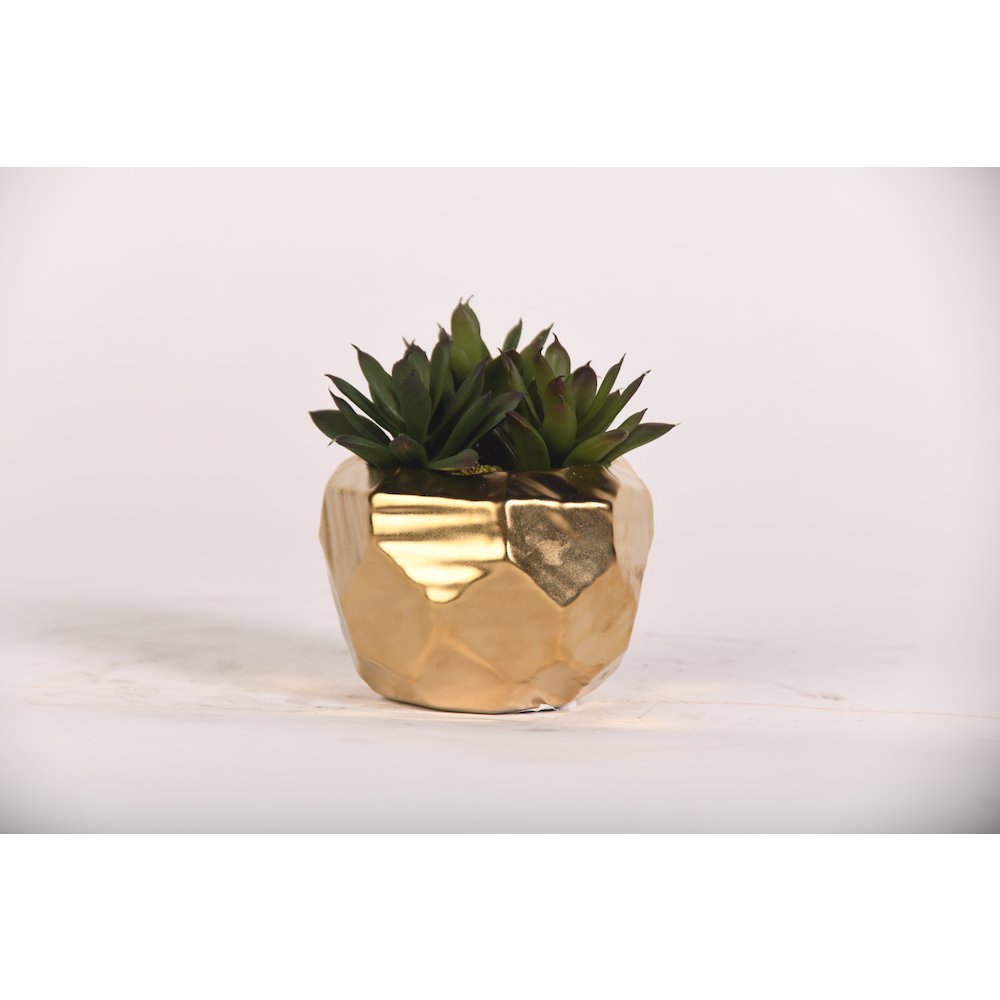 Echeveria in Gold Geometric Planter. Picture 1