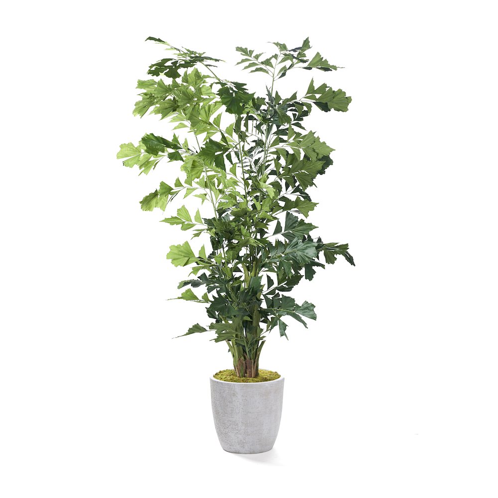 Fishtail Palm in Extra Large Round White Etched Planter. Picture 1