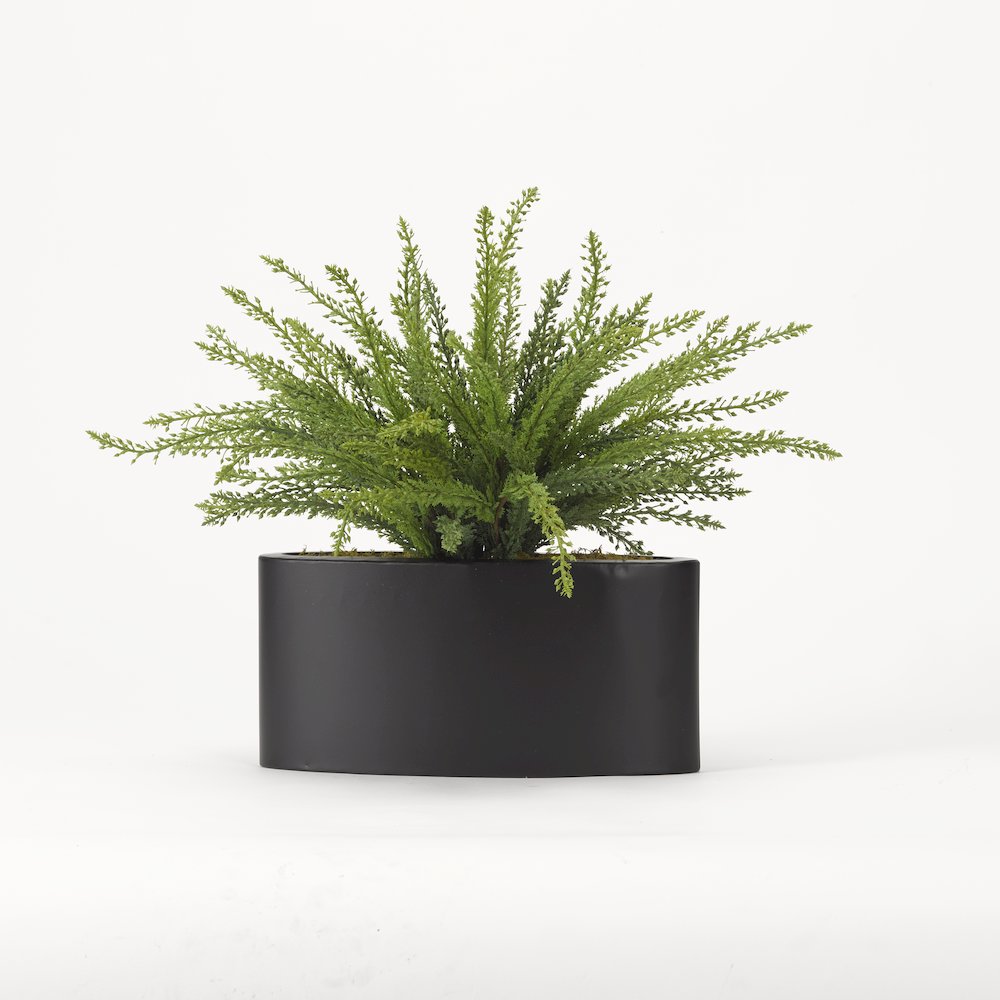 Heather Fern in Oval Metal Planter. Picture 1