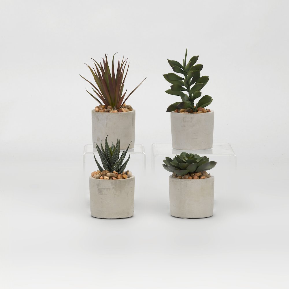 Set Of 4 - Aloe, Echeveria, Jade And Succulents in Mini Cement Cylinders. Picture 1
