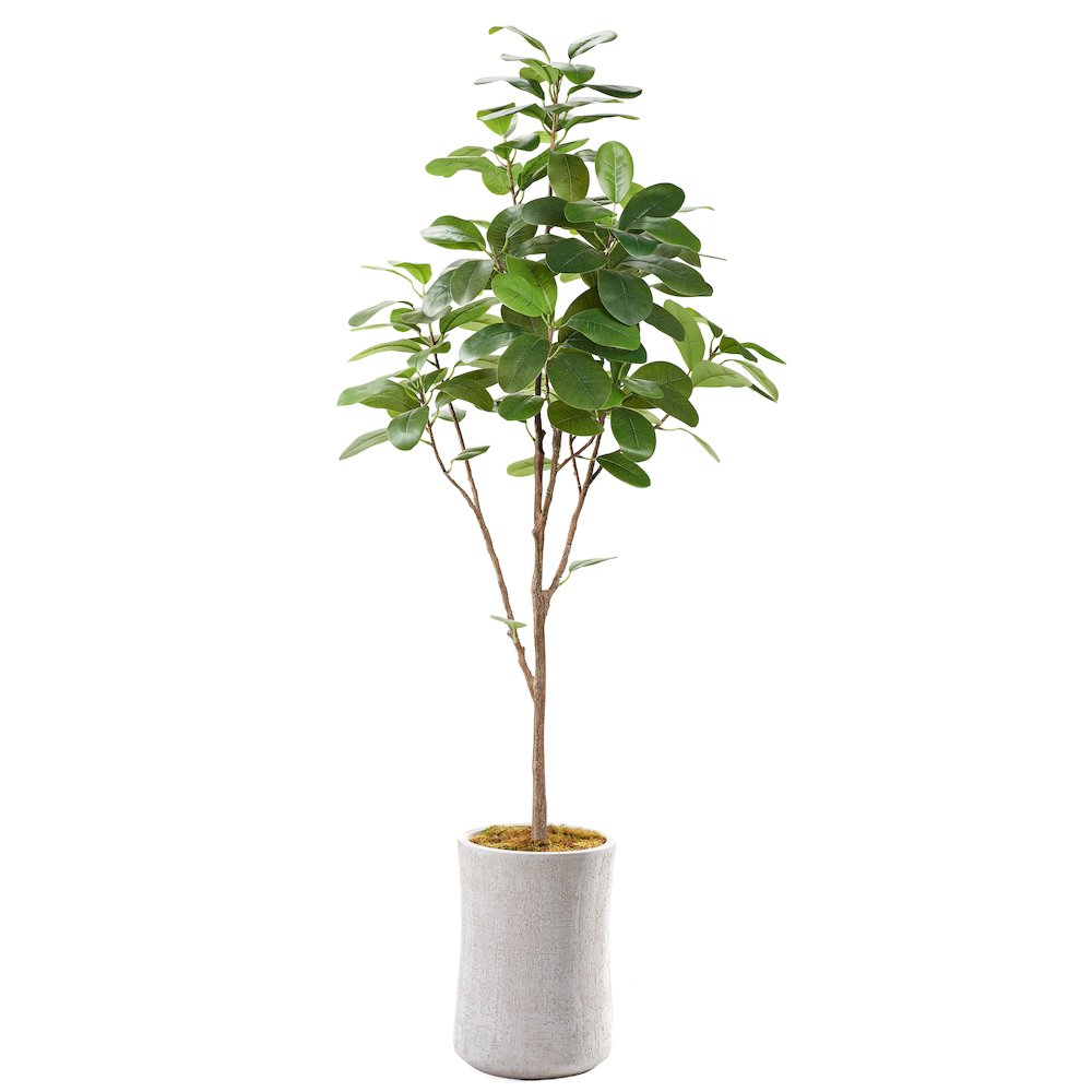 7' Audrey Ficus Tree in White Round Planter. Picture 1