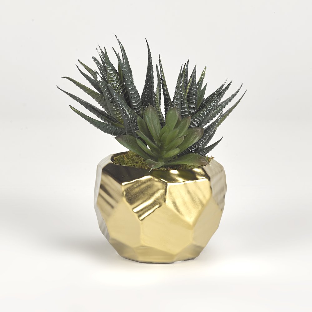 Mini Aloe Plants in Gold Ceramic Planter. Picture 1