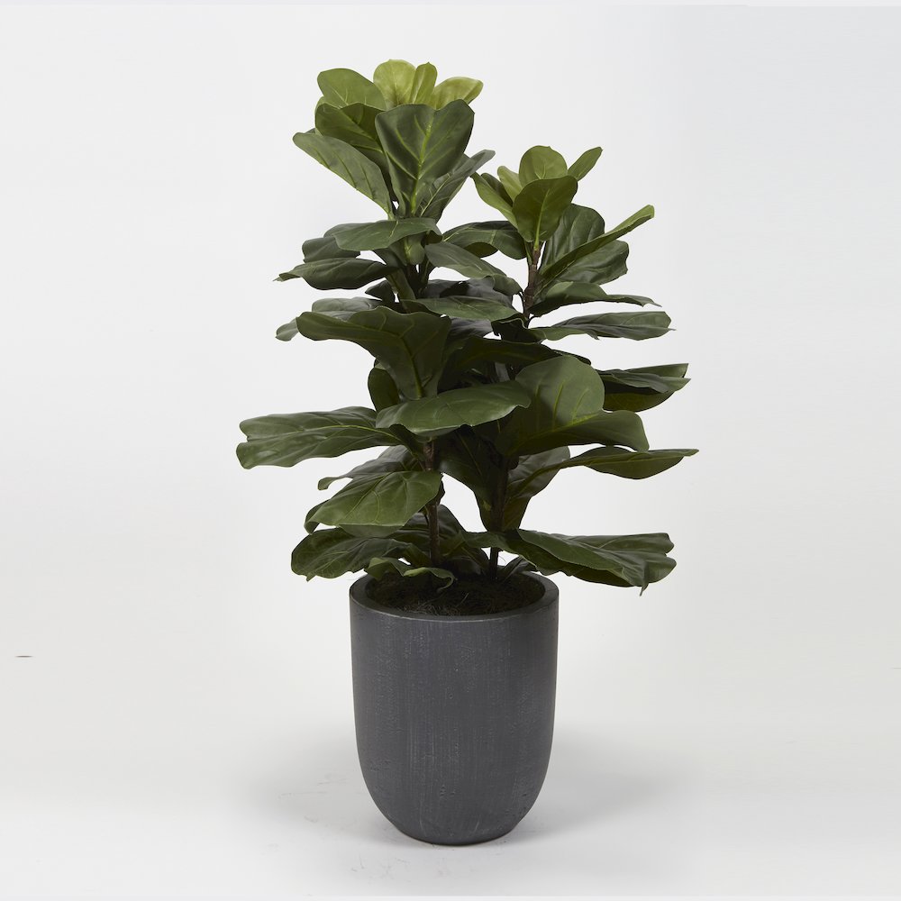 Fiddle Leaf Fig Plant in Round Grey Planter. Picture 1