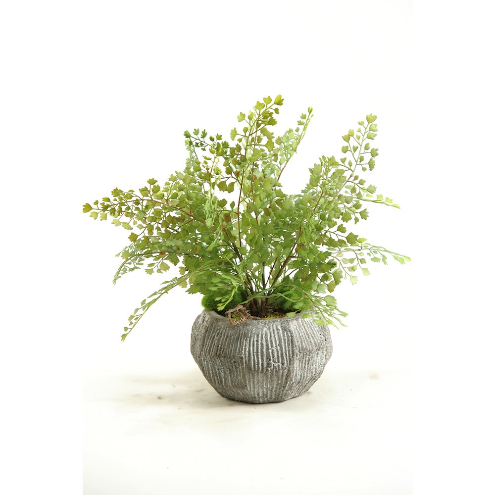 Flat Iron Maiden Hair Fern in Ceramic Bowl. Picture 1