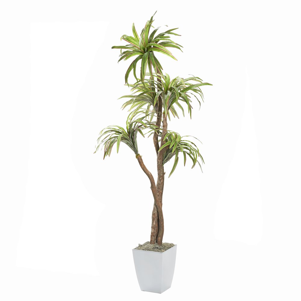 6' Dracaena Tree in White Square Metal Planter. Picture 1