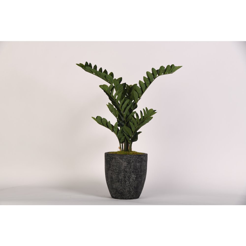 Zamiifolia Plant in Round Black Textured Planter. Picture 1