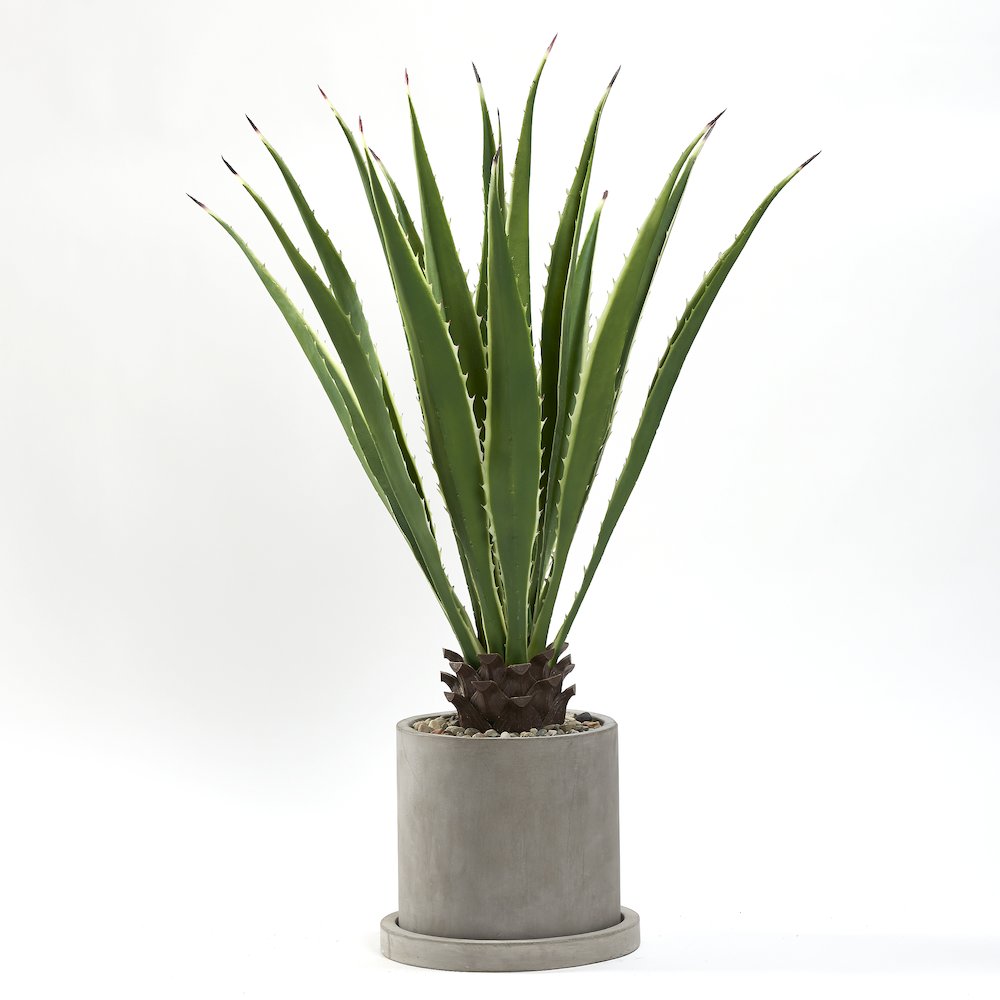 4' Agave Plant in Medium Grey Marta Pot. Picture 1