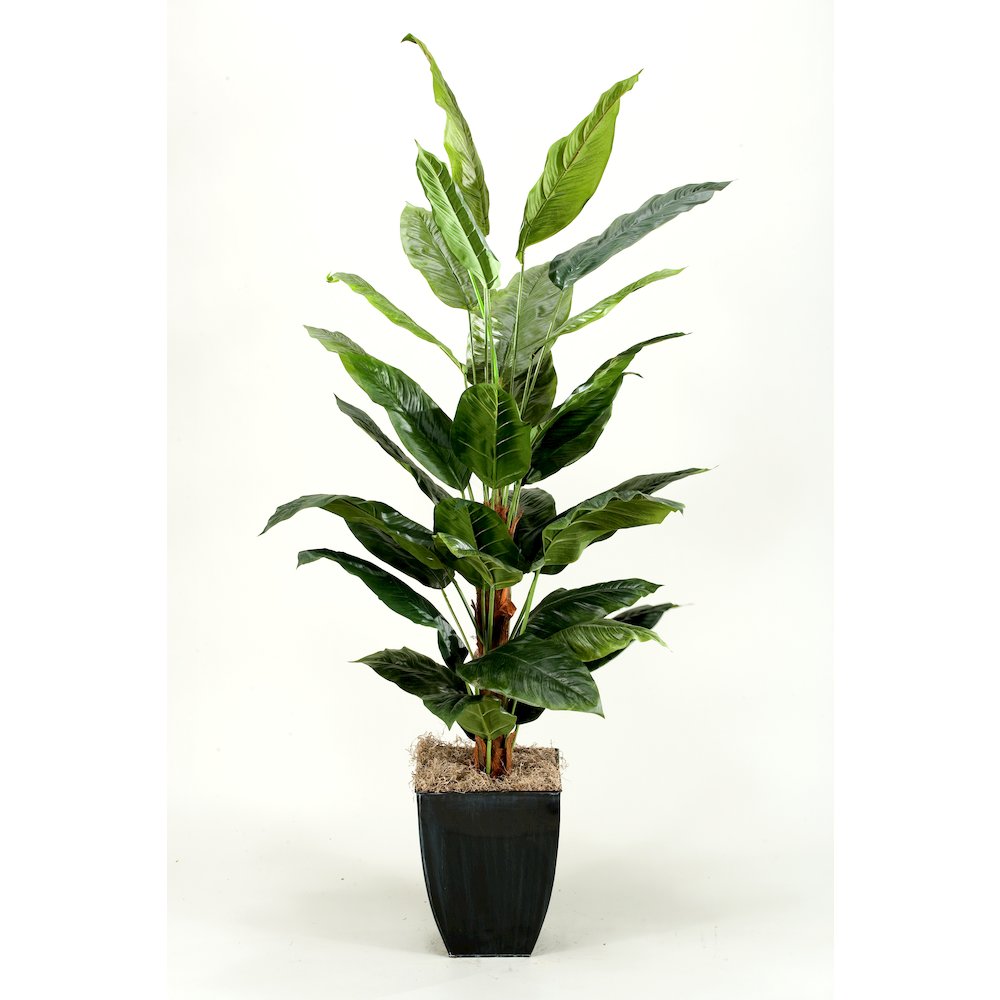 7' Spath Plants in Square Metal Planter. Picture 1