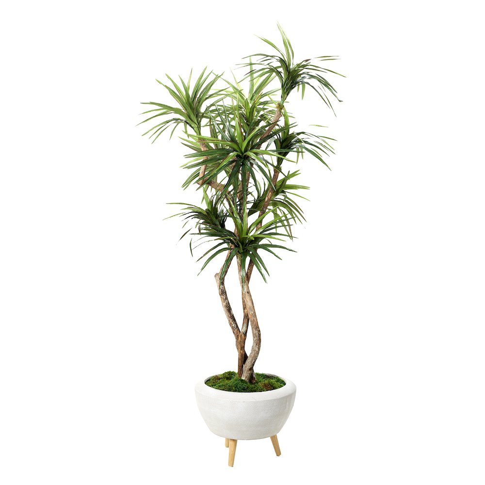 7.5' Dracaena Tree in White Bowl with Legs. Picture 1