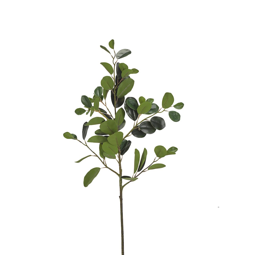 Oriental Ficus Branch. Picture 1