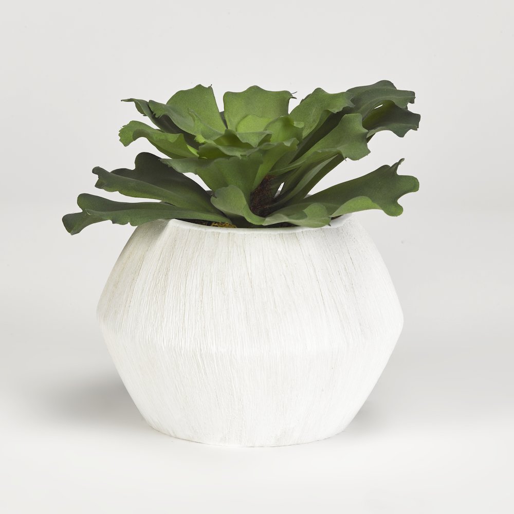 Large Ruffled Echeveria in White Ceramic Pot. Picture 1