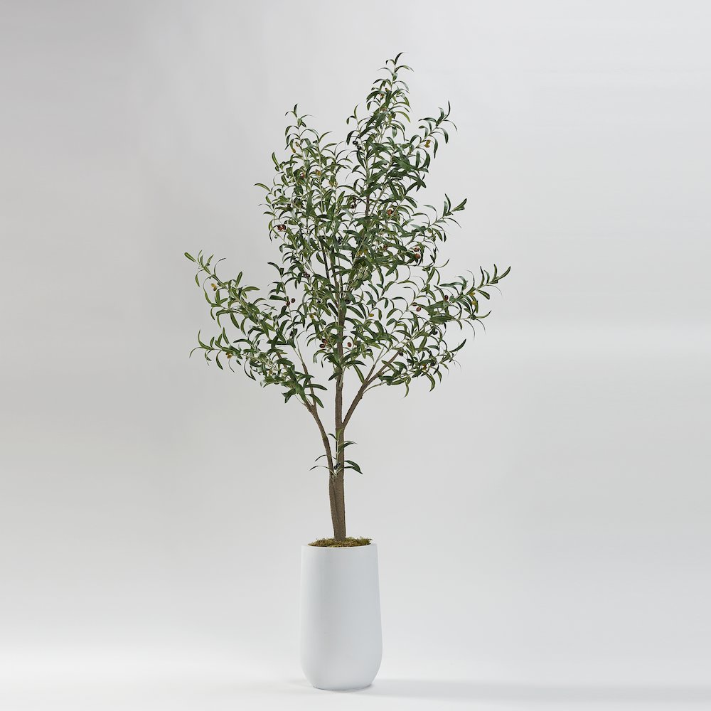 Olive Tree in Tall White Clay Planter. Picture 1