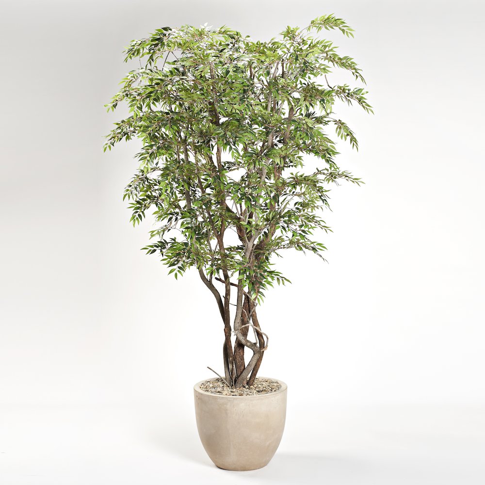 8.5' Ruscus Tree in Clay Bank Planter. Picture 1