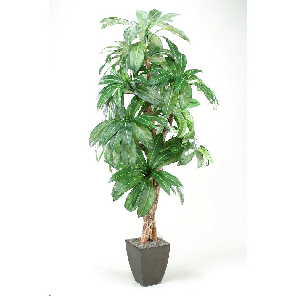 8' Birdnest Palm in Black Square Metal Planter. Picture 1