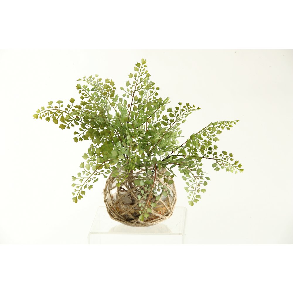 Flat Iron Maiden Hair Fern in Glass Ball with Seagrass Netting. Picture 1
