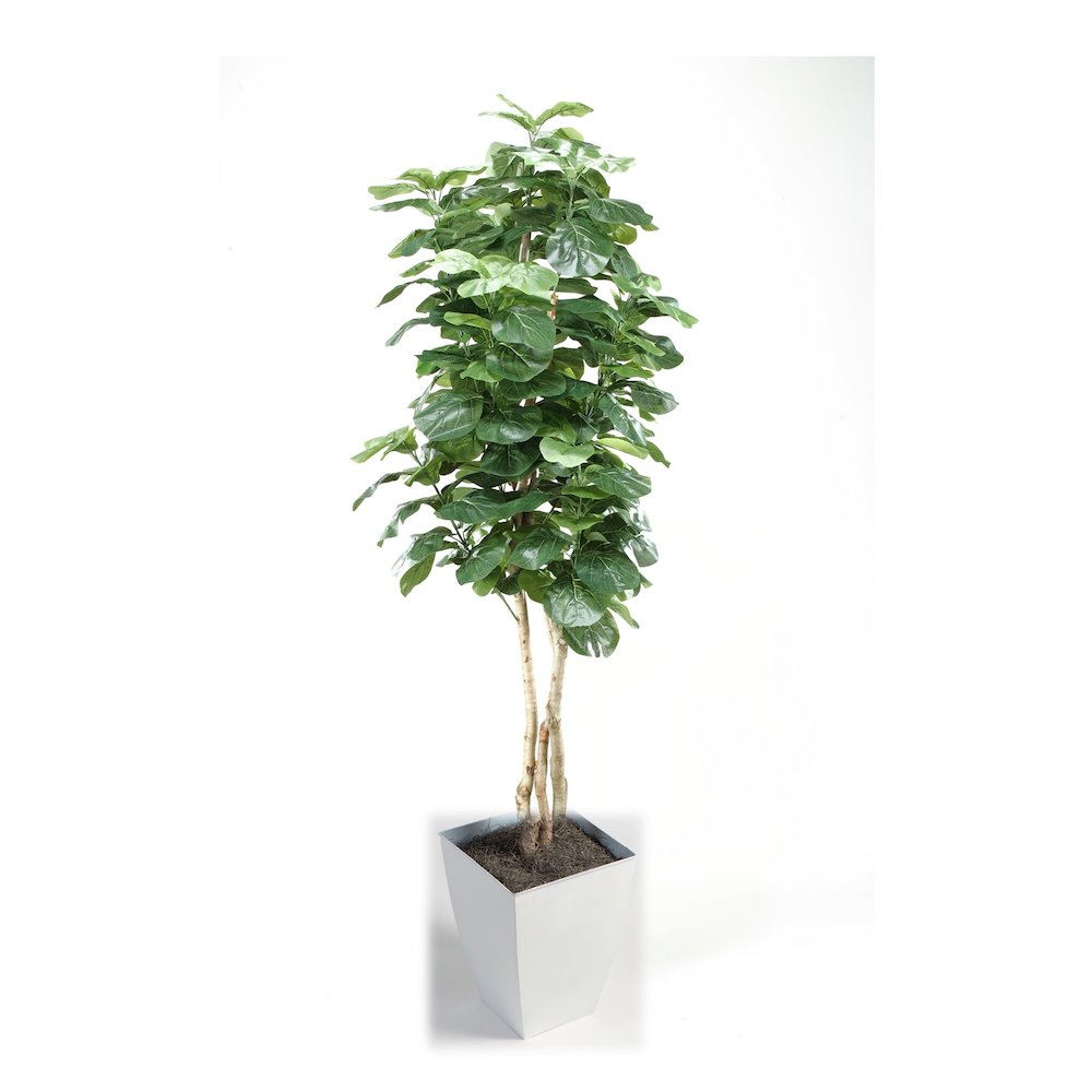 8' Fiddle Leaf Fig Tree in White Square Metal Planter. Picture 1