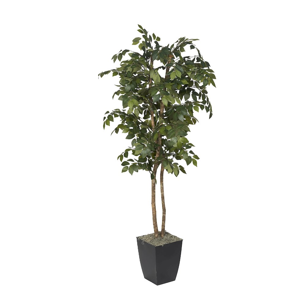 6' Sakaki Tree in Black Metal Planter. Picture 1