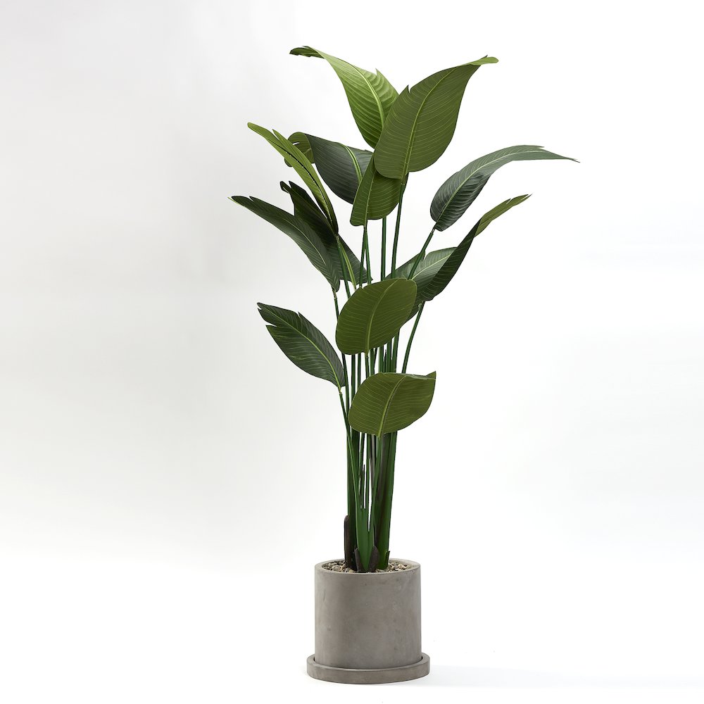 6.5' Travelers Palm in Medium Grey Marta Pot. Picture 1